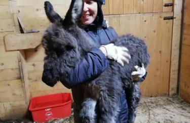 AGRITURISMO MASO PERTENER -adults friendly- - Foto 10