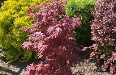 Apartament nad Szczawniczkiem - Foto 27