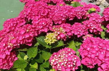 Apartamentos Guadalupe - Foto 11