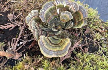 Enchanted Hollow- Cozy, Romantic Woodland Getaway - Photo 67