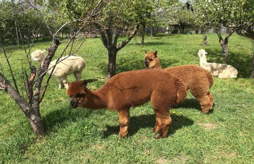 Ferienhaus Hedwig - Foto 29