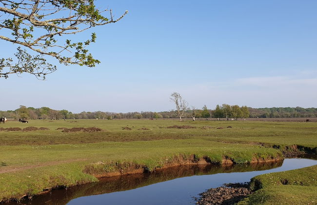 Town or Country - Greenwich Apartments - Foto 25