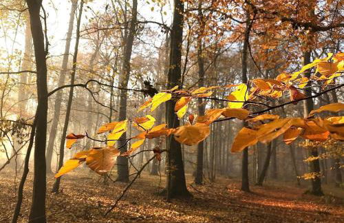Ferienwohnung Moneblümchen - Foto 18
