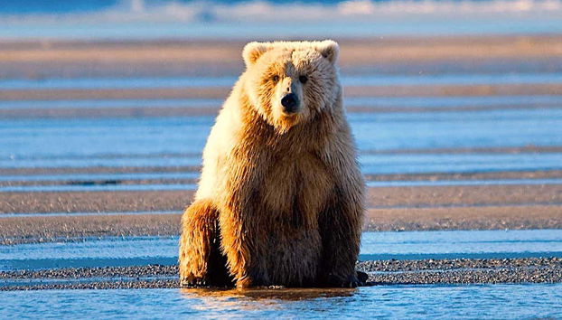 Excursión al lago Clark en avioneta + Avistamiento de osos - Foto 2, Contemplando a los osos del lago Clark