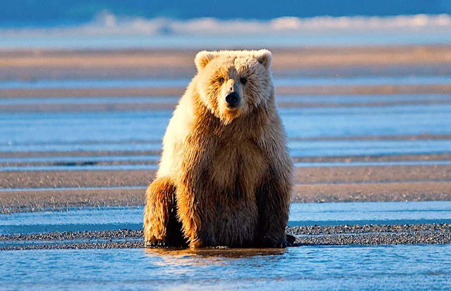Escursione in aeroplano a Lake Clark + Avvistamento di orsi - Foto 1