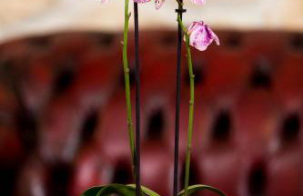 LUXURY VILLA HEAVEN nr. 2 - Foto 55