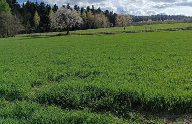 Skała i Las - Foto 18