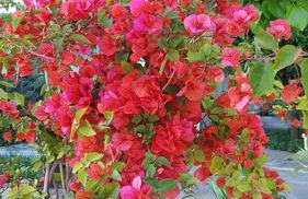 Residence Limoneto Ischia - Foto 33