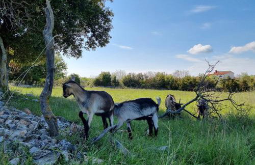 Apartment Sunrise, coastal Istra, Pula Duga Uvala Pavićini - Photo 56