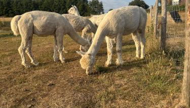 Apple Blues Farm - Foto 4