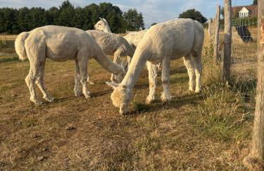 Apple Blues Farm - Foto 4