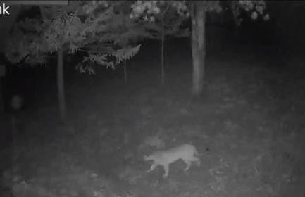 Cozy Mountain Home with Great Views, Deck & WiFi - Photo 35