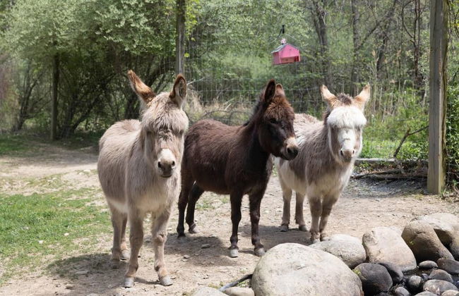 Modern Farm Home 2hr NYC BOS Peaceful Wifi - Foto 30