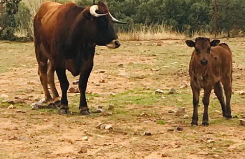 Casa Rural Yeguada Jimenez Latorre - Foto 6