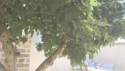 Dimora Cavalieri charming house salento puglia - Foto 3, Garden