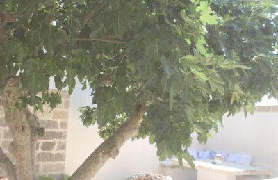 Dimora Cavalieri charming house salento puglia - Foto 3