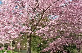 Maison de charme - 4 étoiles - Moulin de la serrée - Foto 29