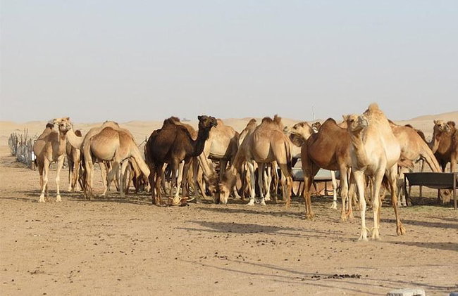 Cena romántica privada en el desierto de Abu Dhabi con cena de barbacoa caliente - Foto 7