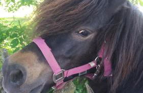 Ferienwohnung ehemalige Revierförsterei "Morgensünn" - Foto 20