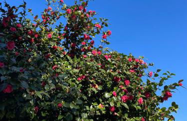 Casas do Souto - Foto 29