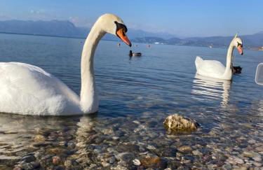 Garda Art&Lake 5min from Lake-3 bedr-parking, Gardaland - Foto 34