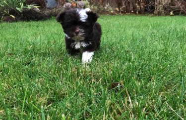 Fewo in sonniger Lage in Sagard - Foto 6