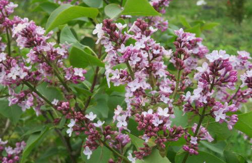 Ferienhaus Waldblick - Foto 39