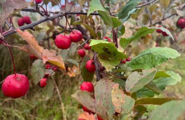 Agroturystyka Rajska Jabłoń - Foto 20
