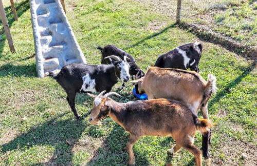 The Goat House Waterfront Hottub Stargazing - Foto 139