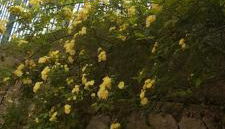 Karya House - Photo 5, Garden