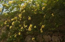 Karya House - Photo 5