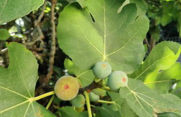 Les Jardins de la Contie - Foto 42