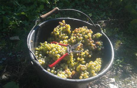 Ferienweingut Ulrike Thul - Foto 11