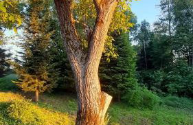 Domek - Na Lipę - Foto 26