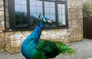 Peacock cottage - Foto 28