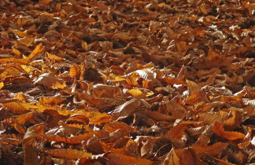 Hani Kastania - Chania retreat for families and groups for holidays and workshops - Foto 37