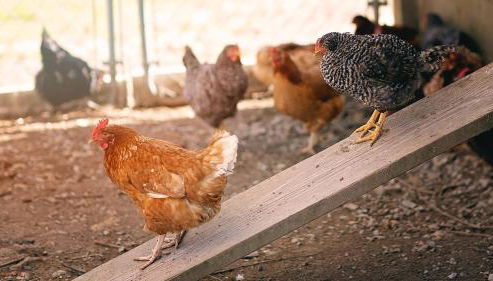 FishHouse Highland Cows FARM STAY Tinyhome Catfish - Foto 5, Other