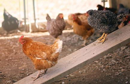 FishHouse Highland Cows FARM STAY Tinyhome Catfish - Foto 5