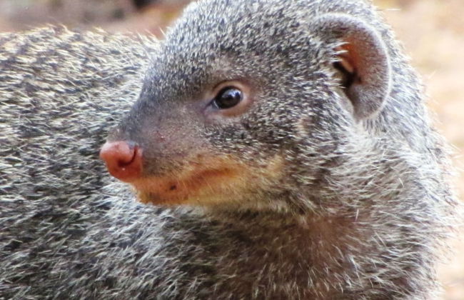 Umvangazi Rest - Enjoy a Relaxing, Rejuvenating and Peaceful Setting in the Bush - Foto 46