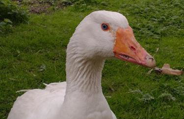 Altana całoroczna Vira numer 7 Herbergerówka Agroturystyka na wsi - Foto 31