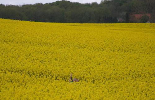 Cozy Holiday Home in Hohenkirchen near Baltic Sea - Foto 45