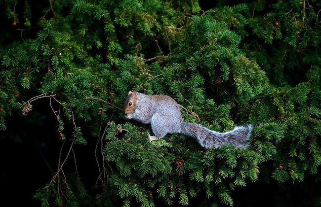 Studio/lickey Hills/near Attractions/garden/petok - Foto 17