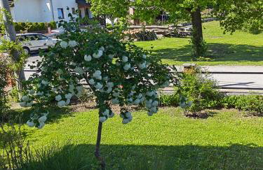 Apartman Barbara - Foto 28