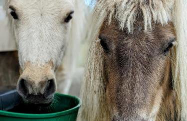 Hacienda Natura Agroturystyka - Photo 4