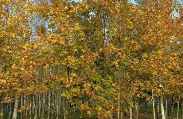 Siedlisko Brzozowe - Foto 16