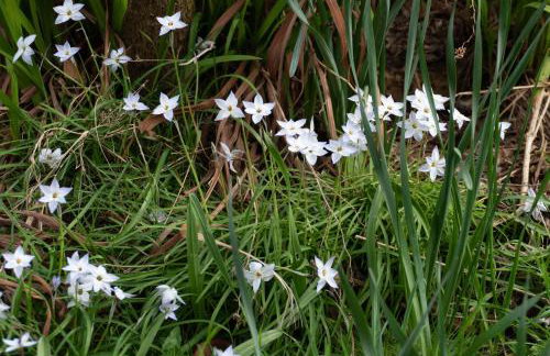 Hoblyns Cove - Foto 24