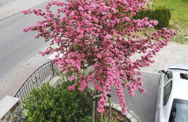 Ferienwohnung im Vogelhaus mit Dachterasse und großem Garten - Foto 29