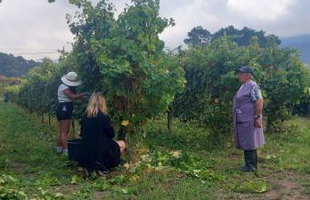 Casinha Ponte Nova - Foto 38