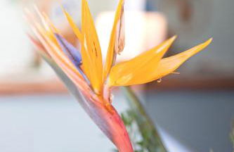 Finca Can Puput Bó - Foto 11