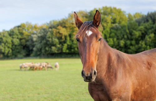 Gite Ferme des Rosières - Foto 13